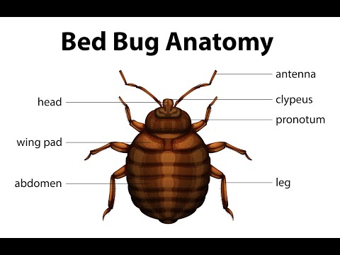 How Do I Know If I Have Bed Bugs?