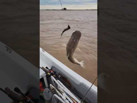 Chamigo Pescador - Lindo Suru en Esquina Corrientes #surubi #surubí #fishing #pescadores #pesca