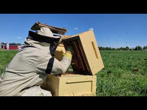 , title : 'Alkukesän hoitotoimia mehiläispesillä'