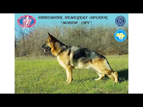 Щенки рабочих линий немецкой овчарки. От родителей  ZAREMA MOTOR SICH &  MORRO MARINCHUK K-9