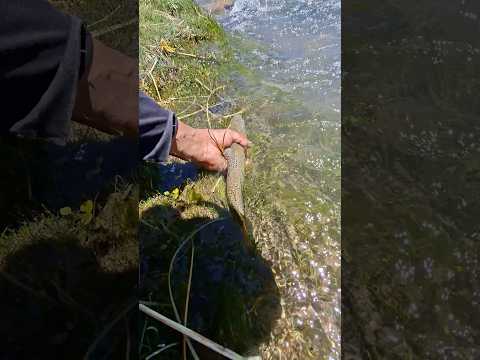 SQpesca  trucha 🎣  rio Malargüe mendoza #malargüe