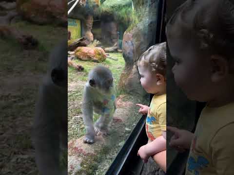 When a Toddler Meets a Baby Monkey at the Zoo…😊 🐒 #gorilla #zoolife
