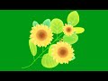 Green Screen Sunflowers Green Screen Cartoon Sunflower Sunflowers Chroma Key Sunflower VFX Effect