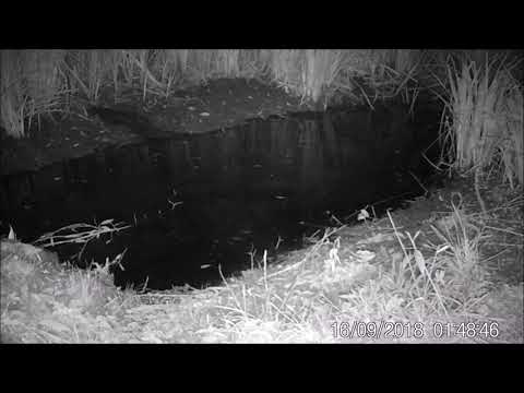 2018-09-16 Biber Wallduern