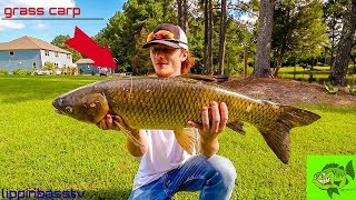 How To Catch Grass Carp ( tips and techniques)