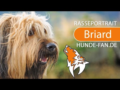 ► Briard [2020] History, Appearance, Temperament, Training, Exercise, Care & Health