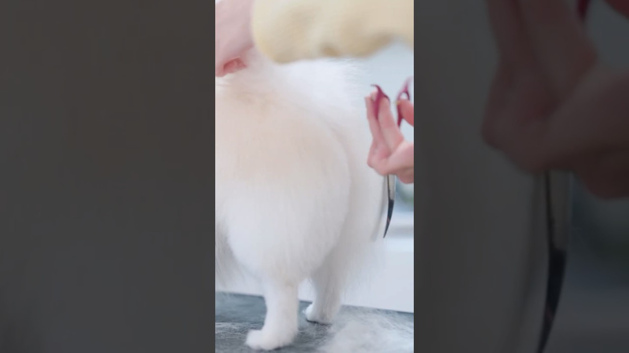 【動画全編は⬆️】真っ白ポメの初お尻カット🍑