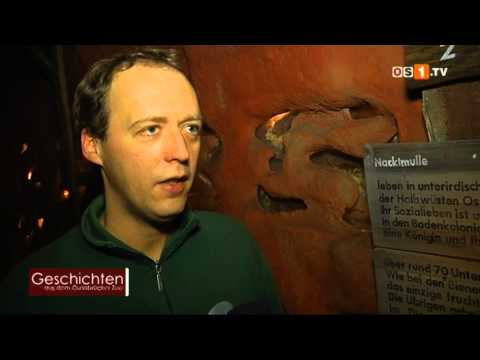 Geschichten aus dem Osnabrücker Zoo - Der Nacktmull