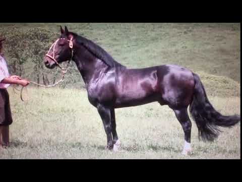 Esquilador Da Bela Aliança