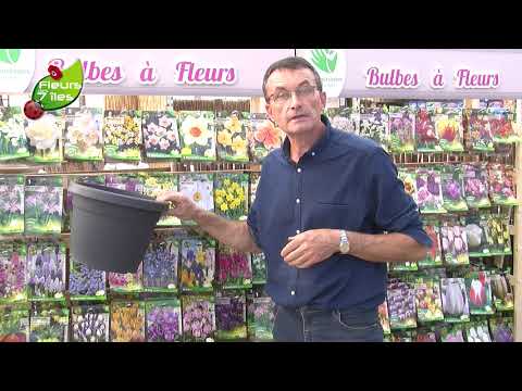 Les bulbes à fleurs. Conseils et astuces pour une floraison réussie !