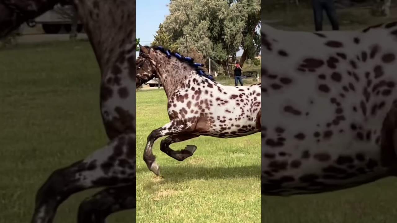 Appaloosa con Frisian #appaloosa #frisian #frisan #horse #horses #caballos #caballo #appaloosahorse