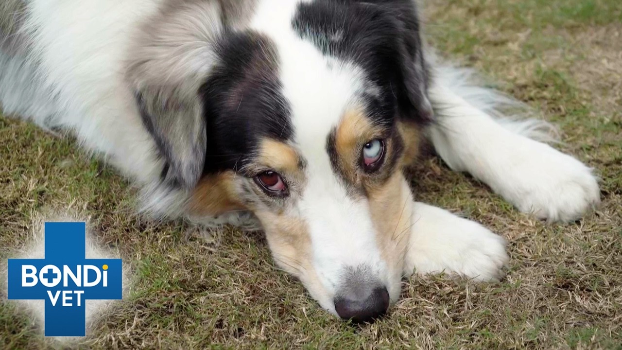Vets Treating Their Beloved Pets 🙏 | Best Of Bondi Vet