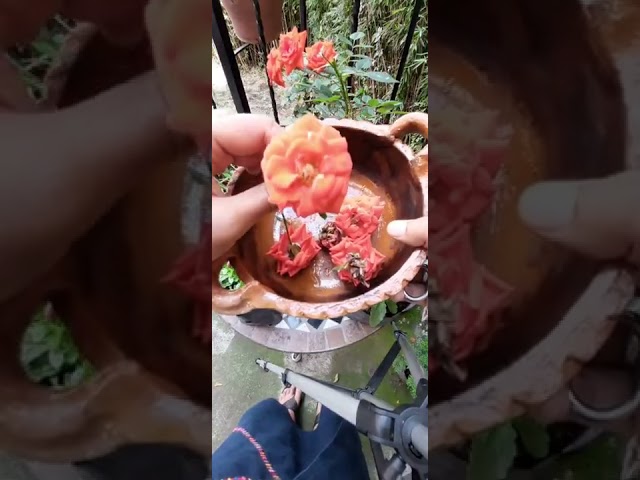 Vídeo relacionado con Plant Gift France Rose Buds, 50G/1.76oz, Pétalos de Rosa, Té de Hierbas Dulce, Alivio del Estrés y Mágico, Apoyo Inmune, No GMO, Sin Cafeína