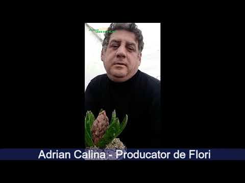 Adrian Calina   producator flori