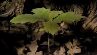 Nachtmystium Rise and Fall & Ashes to Ashes
