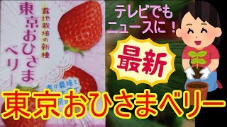 【ゆっくりボイス実況】東京おひさまベリーのいちご苗を購入しますた♪　甘くて大きくて育てやすい初心者向けのイチゴ苗のご紹介です(*'ω'*)