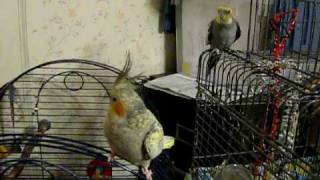 preview picture of video 'Mari Pepa meets Birdie'