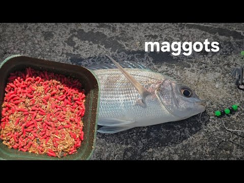 Fishing Brighton marina with something different sea fishing UK