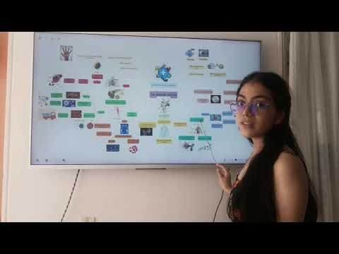 Map of ideas of the immune system