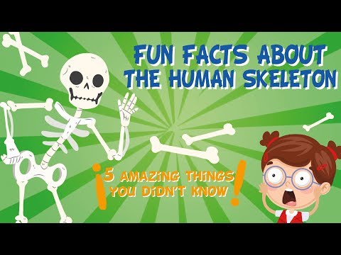 The Human Skeleton: AMAZING FUN FACTS | Educational Videos For Kids