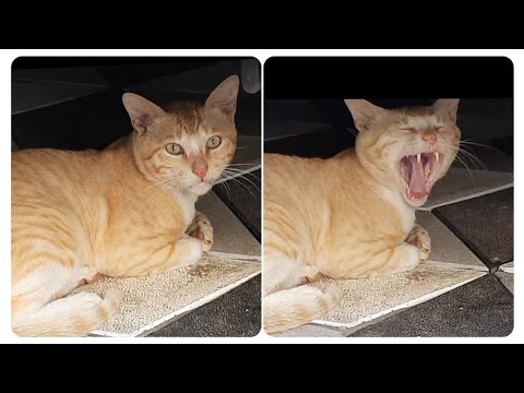 Cat roaring like a tiger 🐯