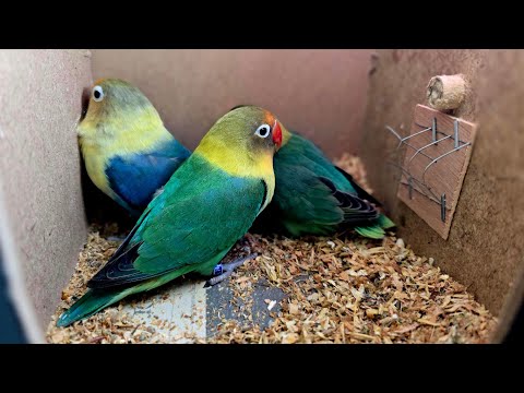 1 hour of happy love birds sounds 🐦❤️| Lovebirds sounds | Love birds sounds #birds #pets #yt #love