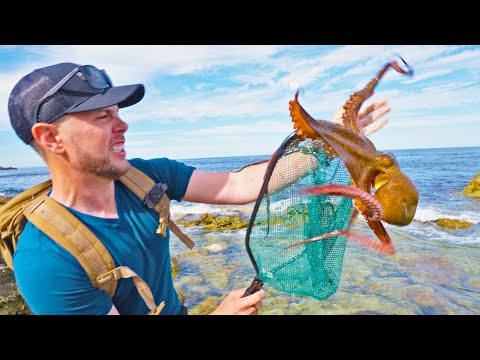 New Species of Octopus! (Incredibly Smart!)