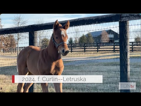 Meet Letruska's First Foal at Terrazas Thoroughbreds