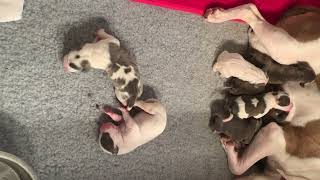 American Staffordshire Terrier Puppies Videos