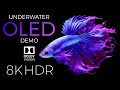 Underwater World OLED Demo HDR 8K Ultra HD Dolby Vision 60fps