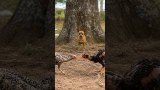 DE MOTORHOME COM 6 CACHORROS POR AÍ! Ep.2