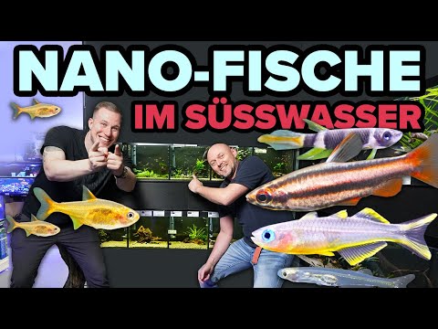 Kennst du diese NANO-FISCHE? + Profi Tipps