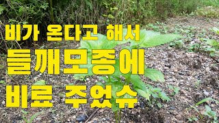 비가 온다고 해서 들깨모종에 비료 주었습니다  들깨키우기