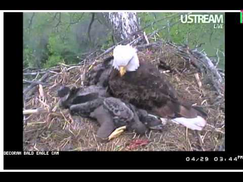 Decorah Bald Eagle and Eaglets ... Close up 04/29/12 3:30 PM