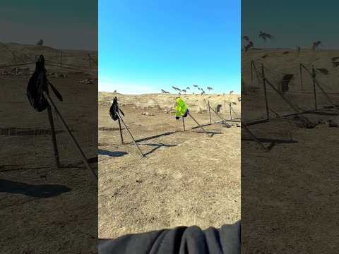 🦌 Cervo Preso em uma Rede! Resgate Incrível no Último Momento #cervo #resgateanimal #vidaselvagem