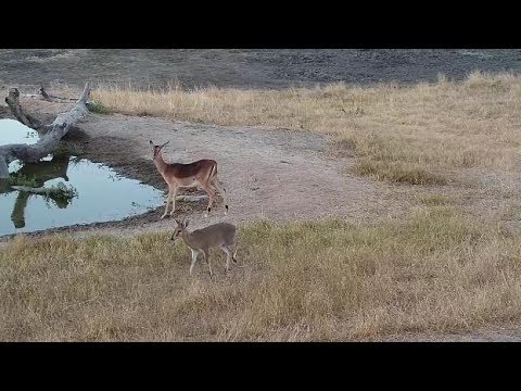 Djuma: Impala female and Duiker male at pan - 17:16 - 06/21/19