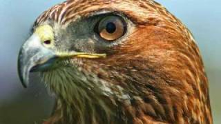 Chetan Lutah ~ Red-tailed Hawk ~ Arvel Bird