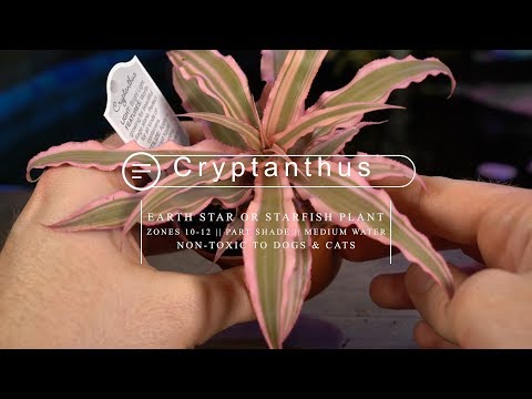 Cryptanthus Bromeliad Care || Earth Star/ Starfish Bromeliad