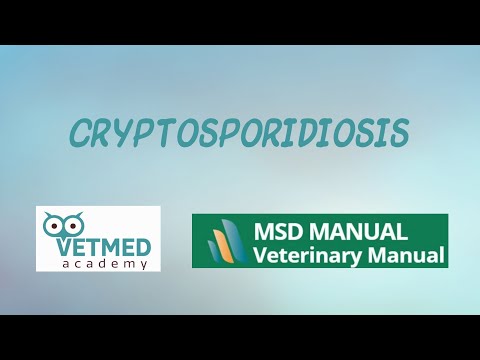 a himenolepiasis férgek helminthiasis megnyilvánulások