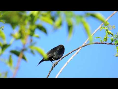 download lagu mp3 mp4 Bird That Sounds Like Water Dripping, download lagu Bird That Sounds Like Water Dripping gratis, unduh video klip Bird That Sounds Like Water Dripping