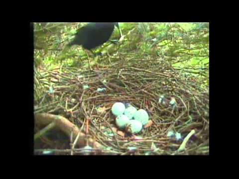 Crow attacks Sparrowhawk nest at Royal Botanic Garden Edinburgh