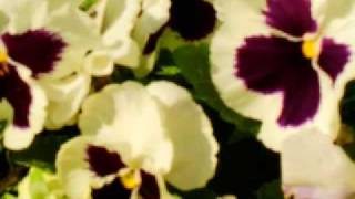 Marpessa Dawn, Rosinha