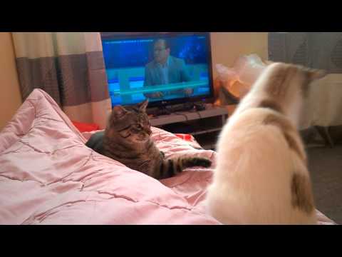 Médica está observar o doente