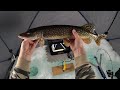 Video Thumbnail for A Multi-Species Day!