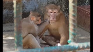 How Monkeys Pick Up Lice and Eat Them |  Dulahazra Safari Park Coxs Bazar