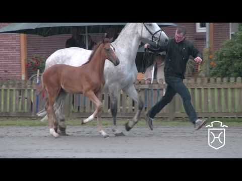 HEI080 Hengstfohlen von Casaltino - Colman - Lancer II