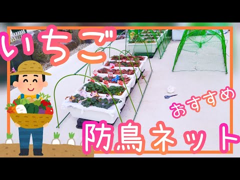 夏に果樹を昆虫や鳥から守るにはどうすればよいですか？編集者によってテストされ承認された 6 つのヒント  庭園