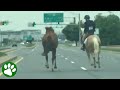 16 Year Old Girl Chases Horse On Highway