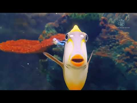 Underwater Odyssey: Spectacular Journey through the Ocean's Diverse Fish Kingdom