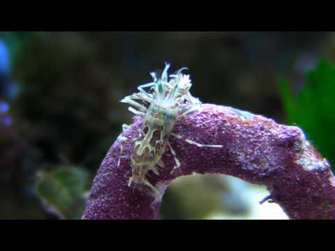 download lagu mp3 mp4 Bongo Shrimp, download lagu Bongo Shrimp gratis, unduh video klip Bongo Shrimp